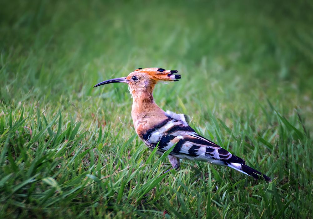 Photograph by Марина Ческис