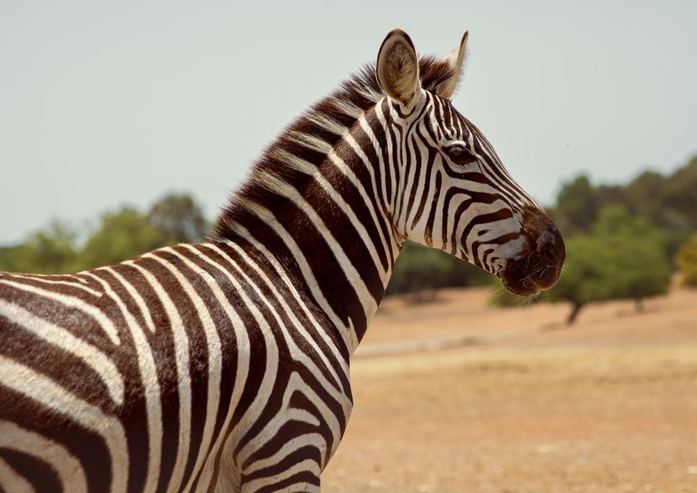 "Полосатое Чудо"