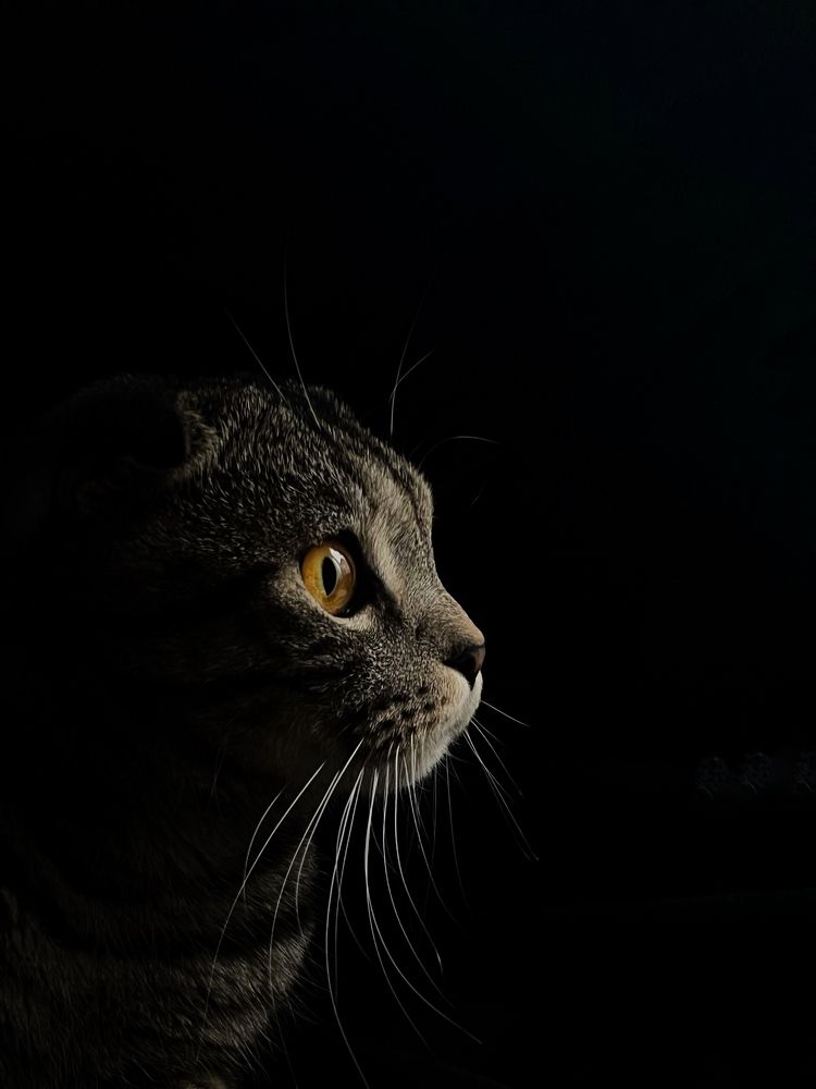 Scottish Fold Cat