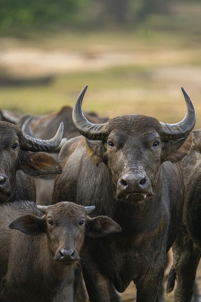 Photograph by Shehan Dondeenu