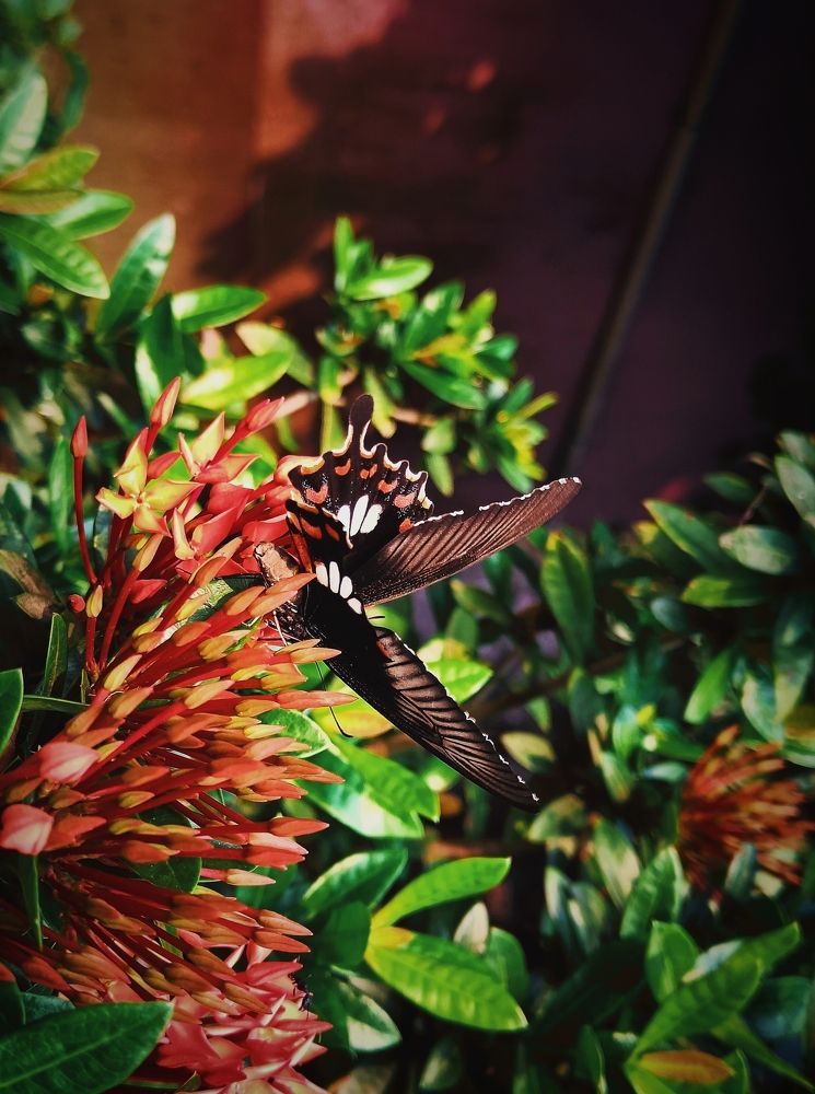 Mobile Portrait Photography