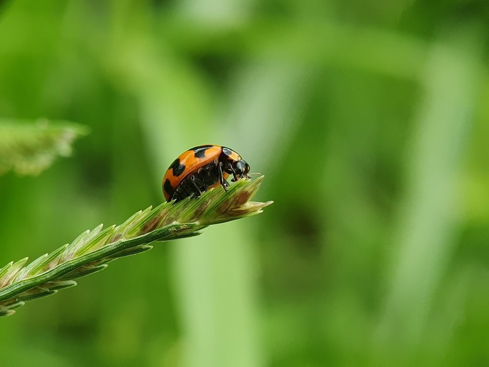 Photograph by Thein Win Tun