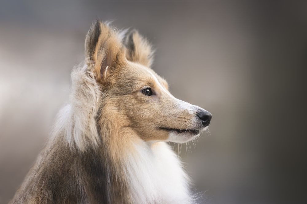 Фотография автора Александра Пугачёва