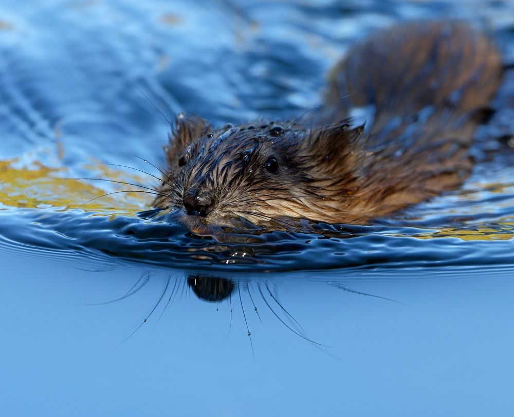 Photograph by Олег Есиков