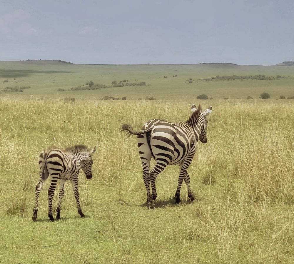 Wild animal world.Kenia