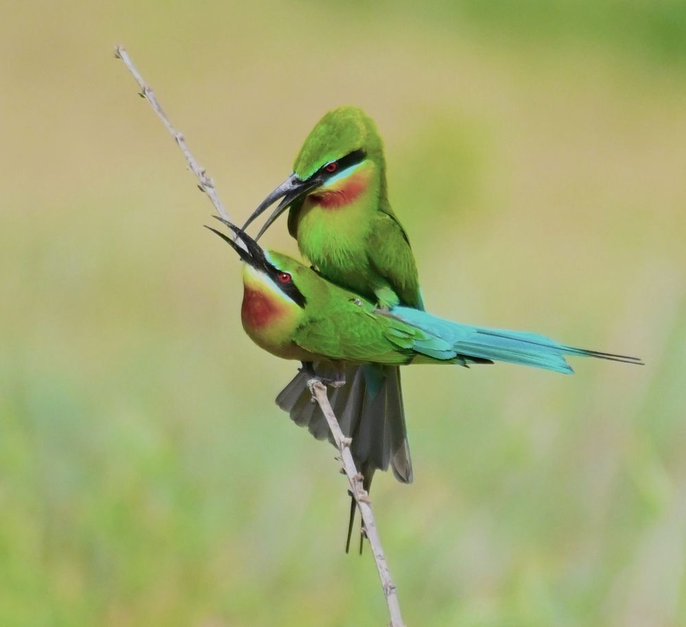 bee eater