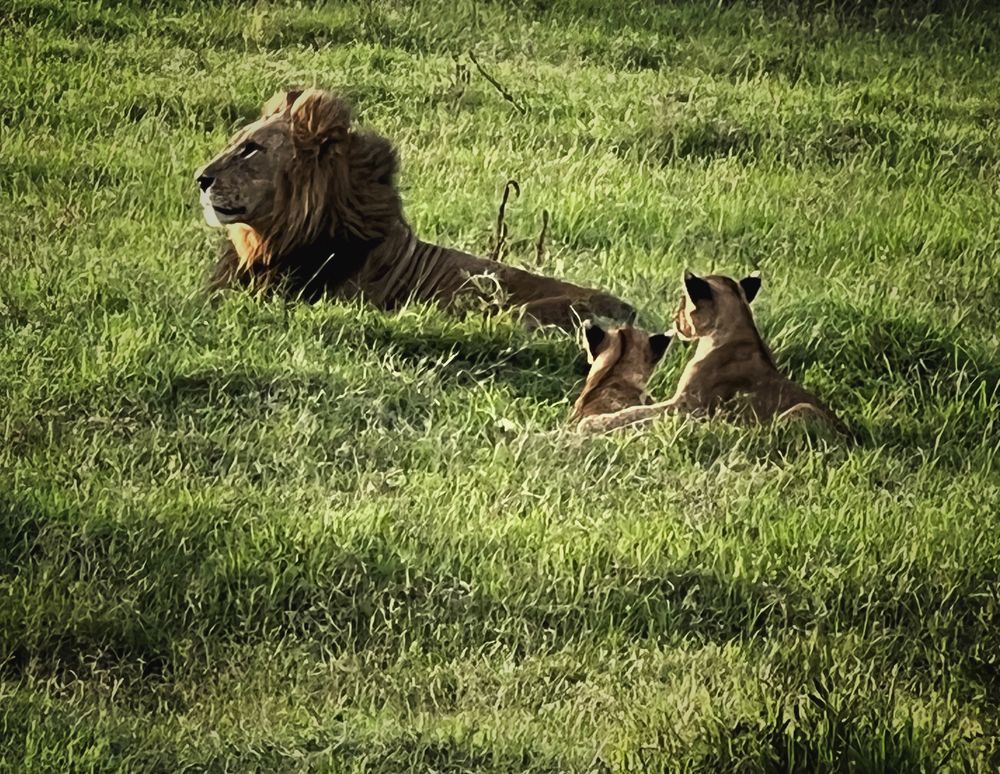 Wild animal world.Kenia