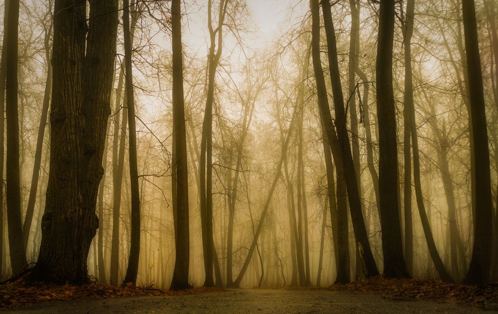 Фотография автора Александр Андреянов