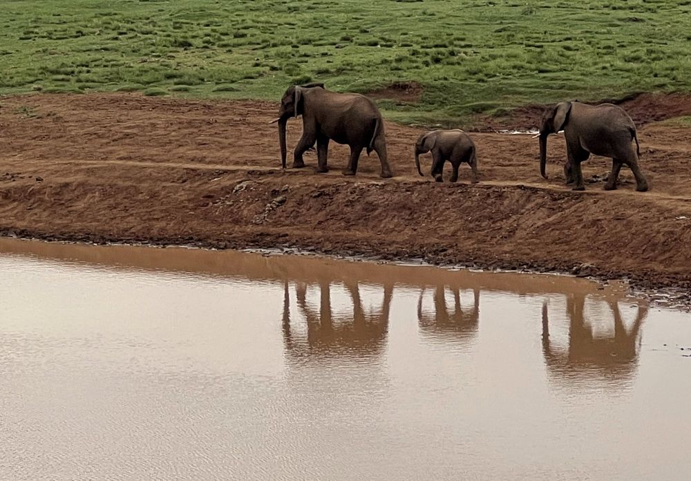 Wild animal world.Kenia