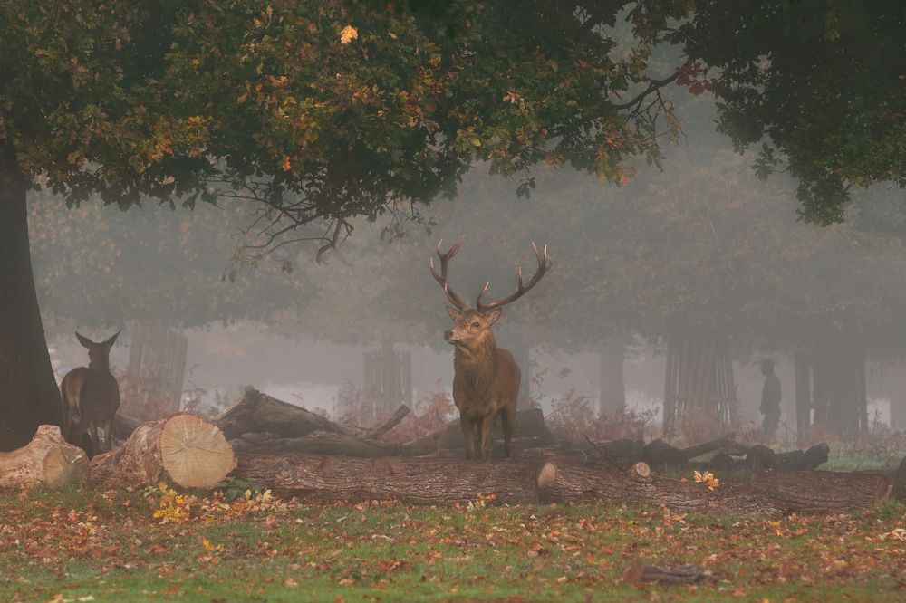 Фотография автора Оксана Мерзликина