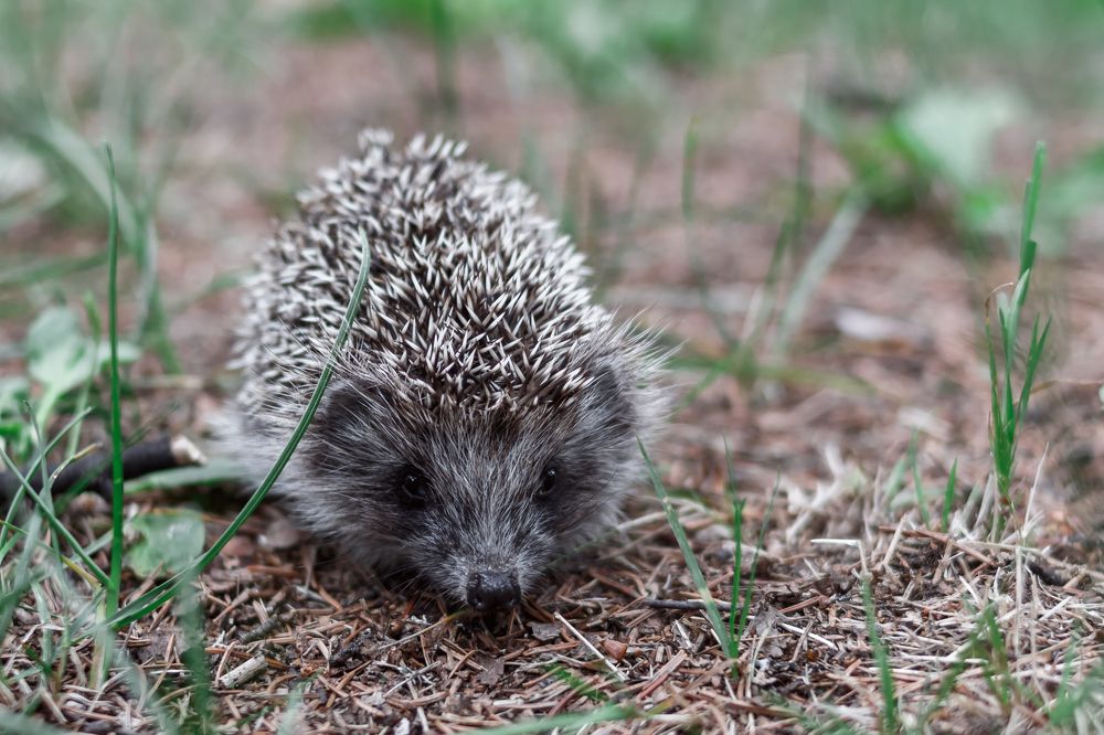 Photograph by Ольга Осинина