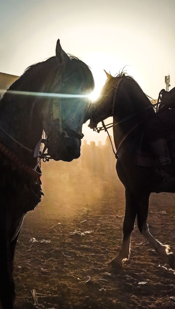 Photograph by Mohamed Saeed Abd-elshafy