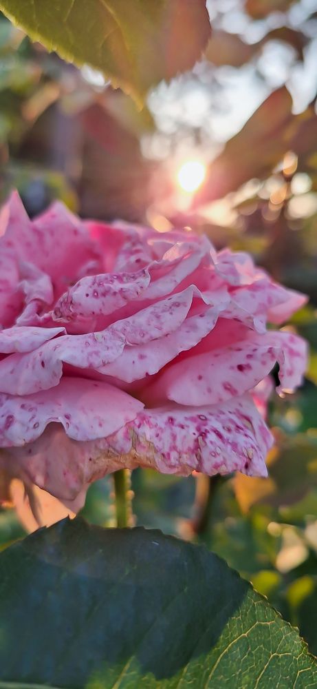 Яркая страничка сентября...