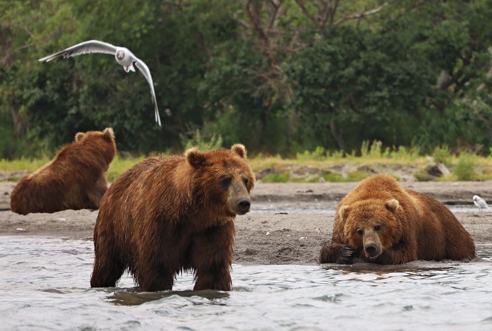 Photograph by Диана Жагрина