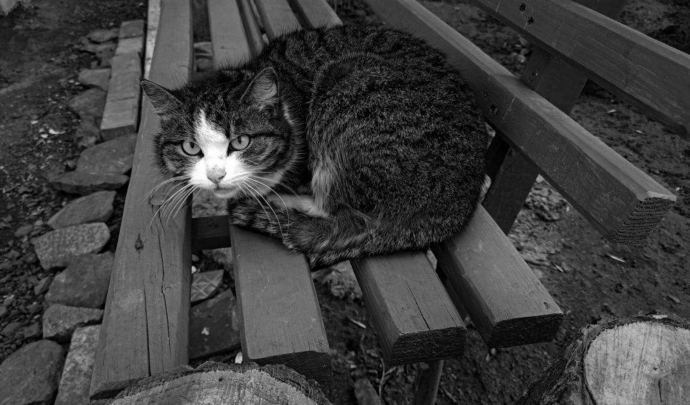 Photograph by Татьяна Смирнова