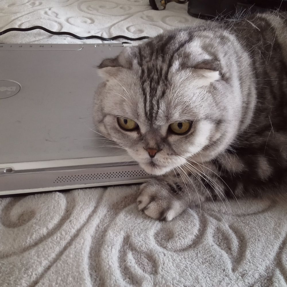 Photo #9929103
