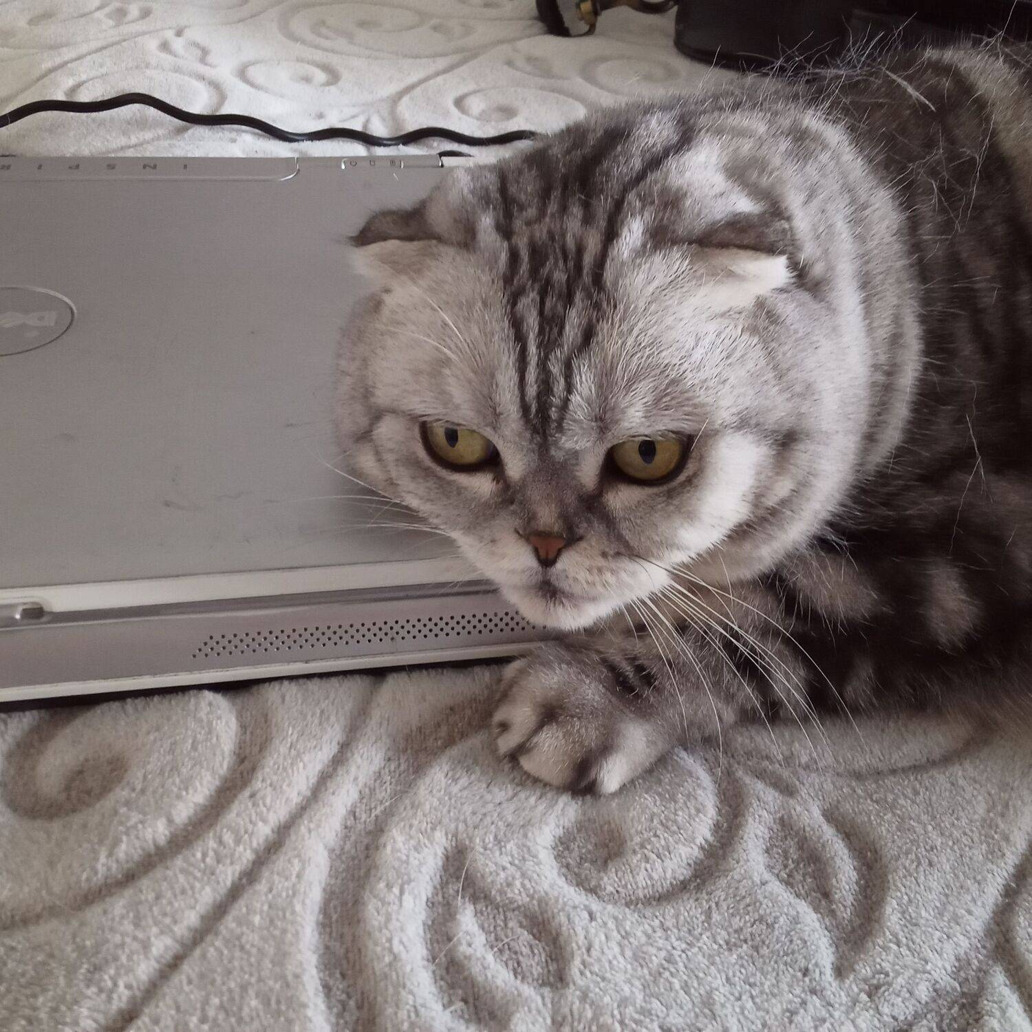 Photo #9929103
