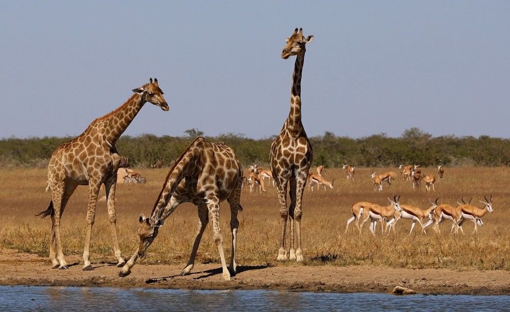 Photograph by Диана Жагрина