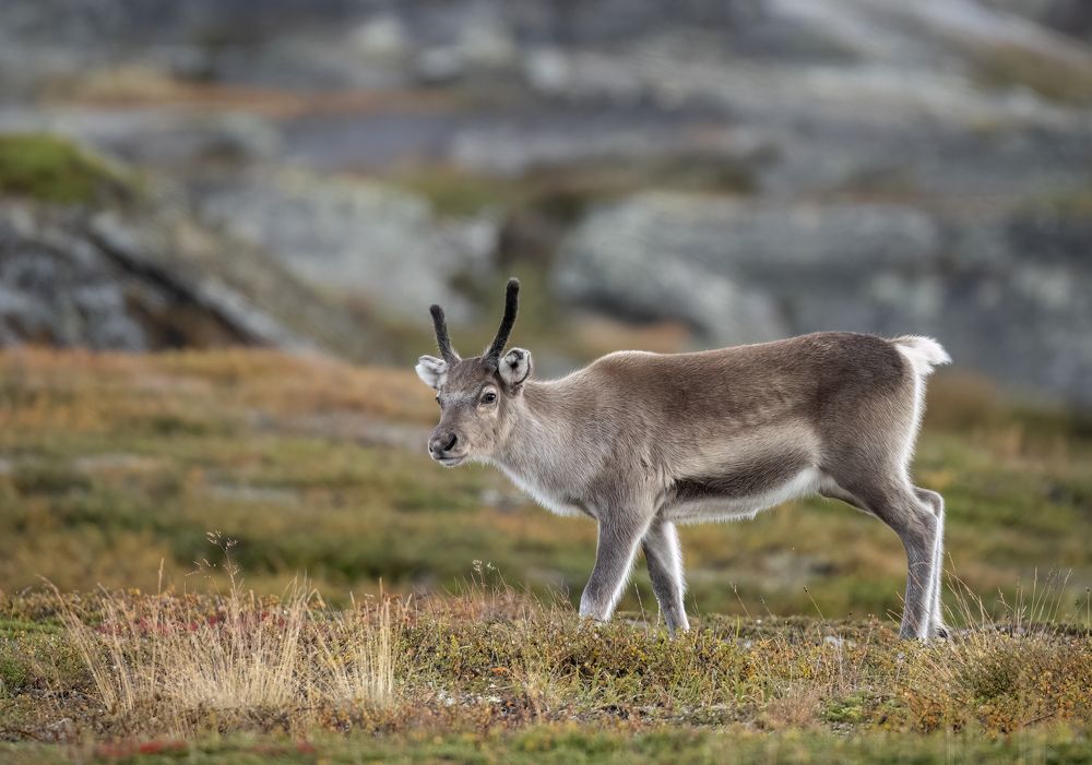 Pretty little darling new of the year.