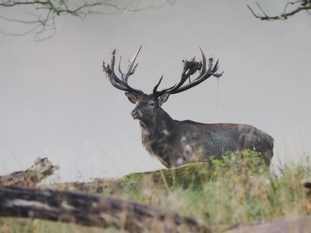 The Master of his territory.