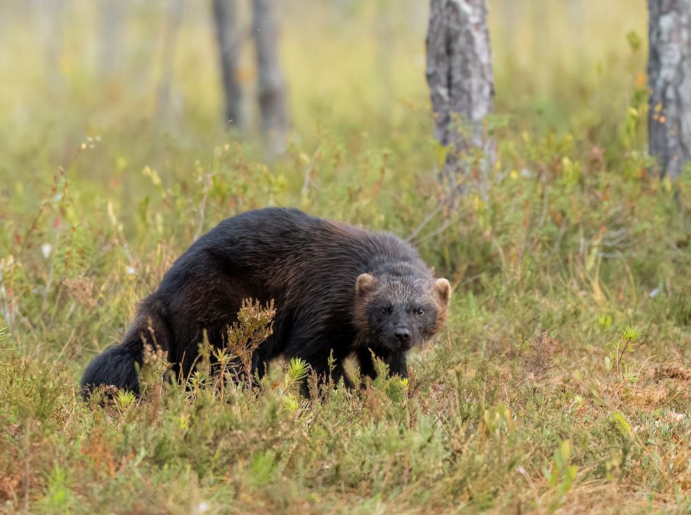 I will stare til you drop.