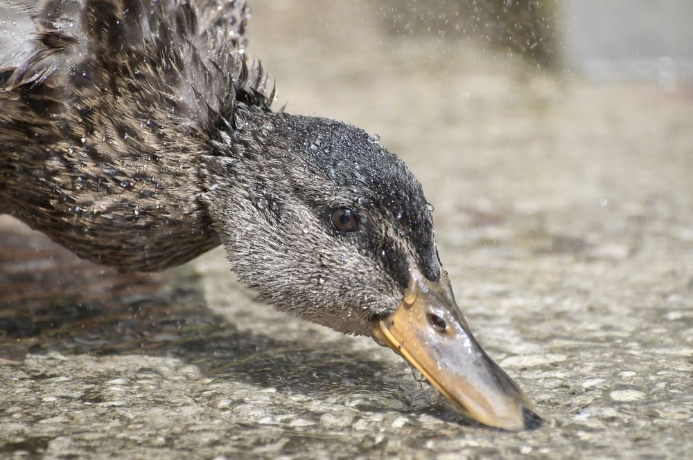Photograph by Надежда Мерзликина