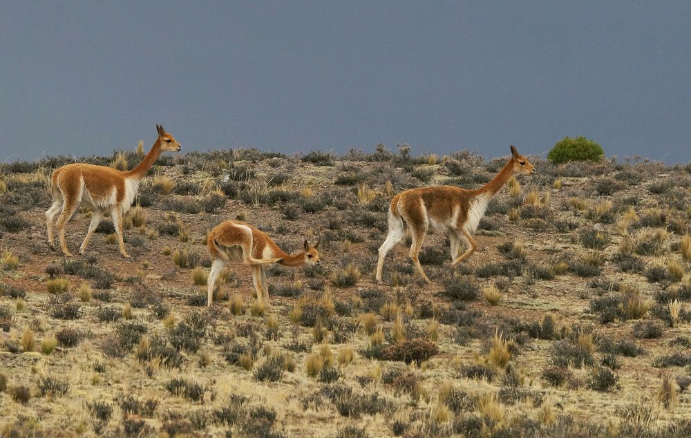 Семья викуний