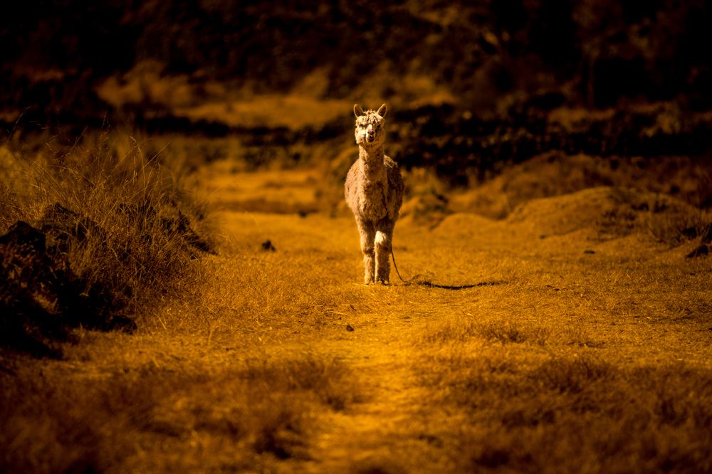 Фотография автора Gabriel de Araujo Almeida