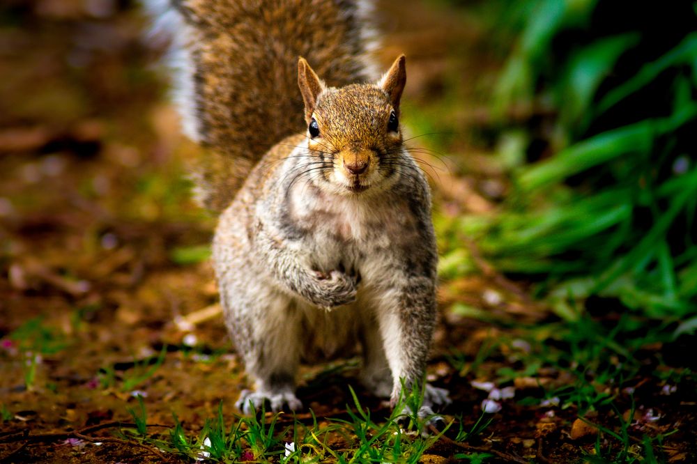 Фотография автора Gabriel de Araujo Almeida
