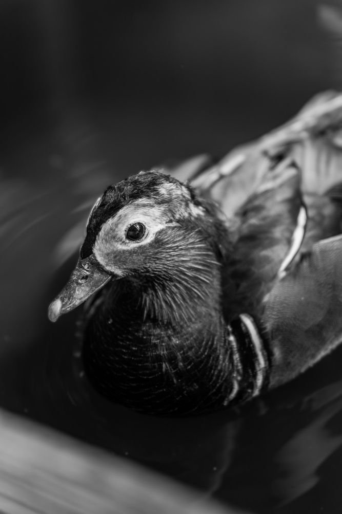 Photograph by Александр Огурцов