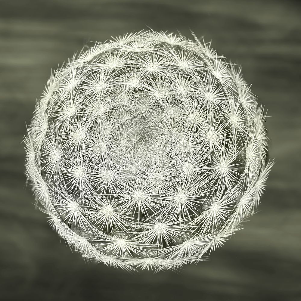 Photograph by Silvia Marcos