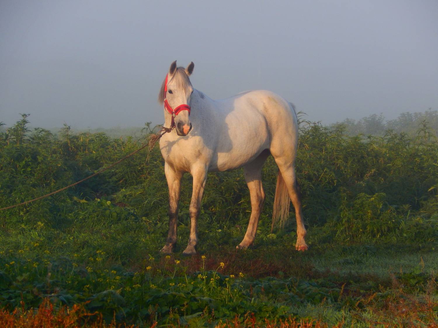 Photo #9929732
