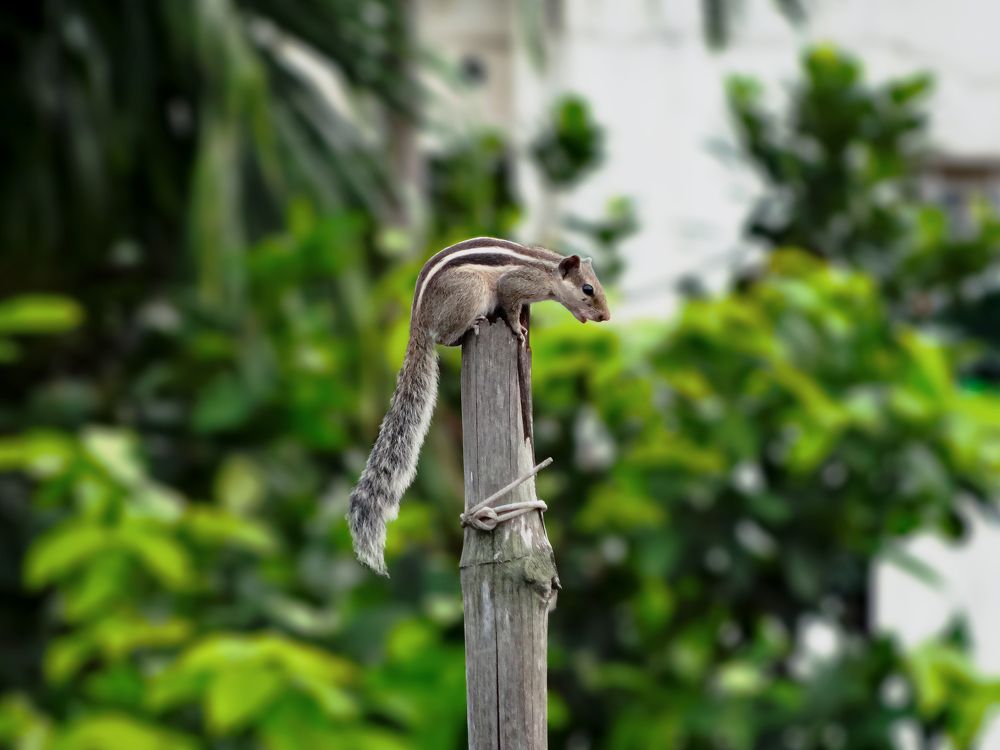 Balancing Squirrel