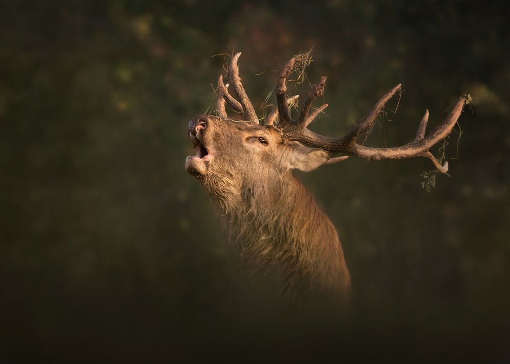 Основной инстинкт