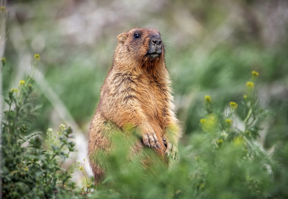 Мистер Байбачелло