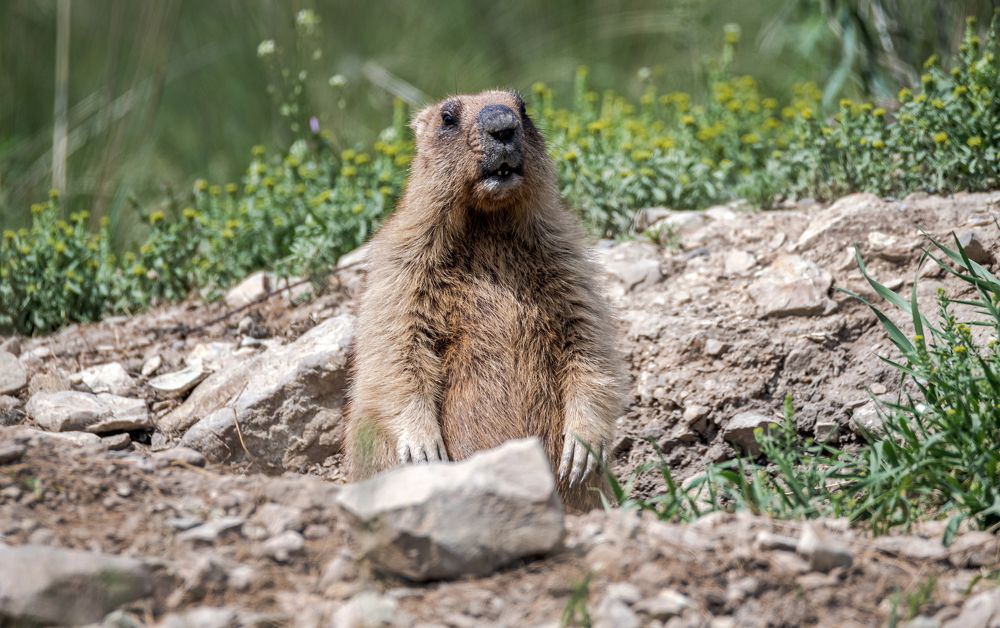 Байбачелло