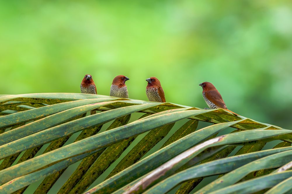 Together we stand, divide we fall