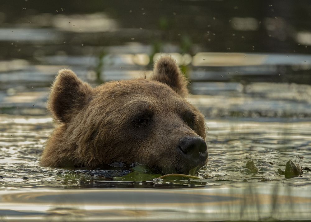 Photograph by Ernestas Balcikonis