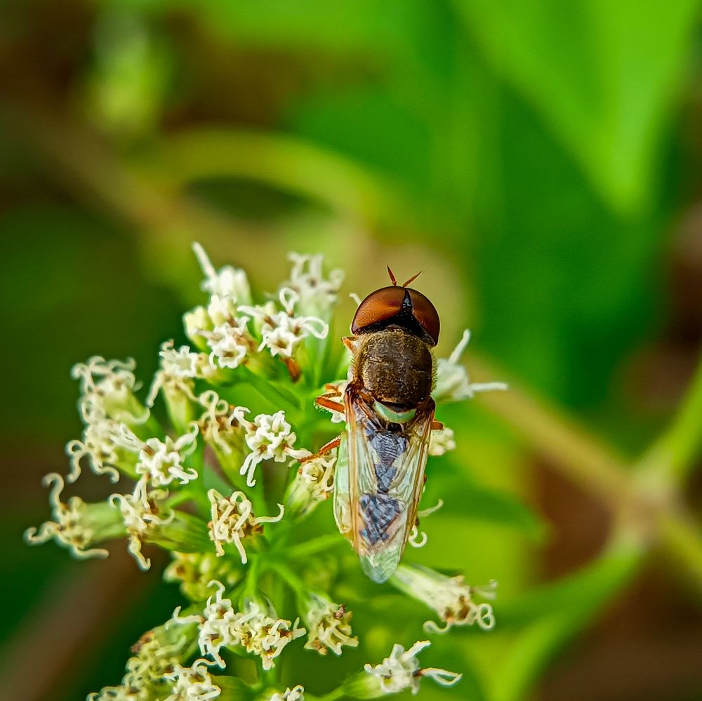 Common Green Colonel eating upon flower of Climbing Hemp Vine