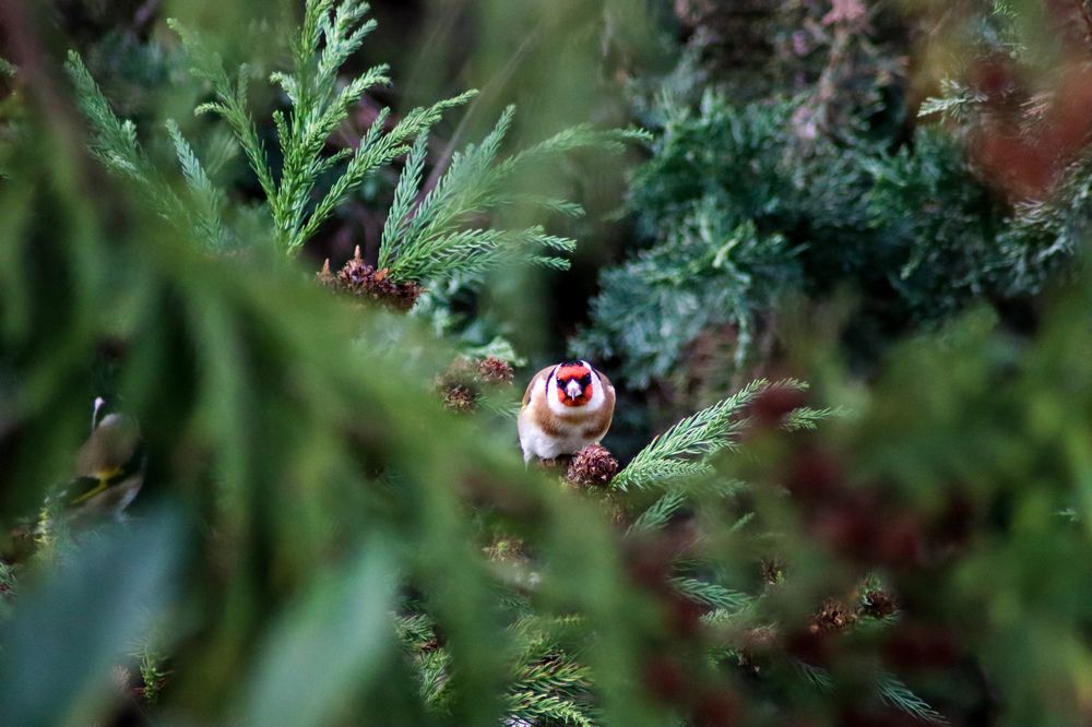 Photograph by Игорь Чечин