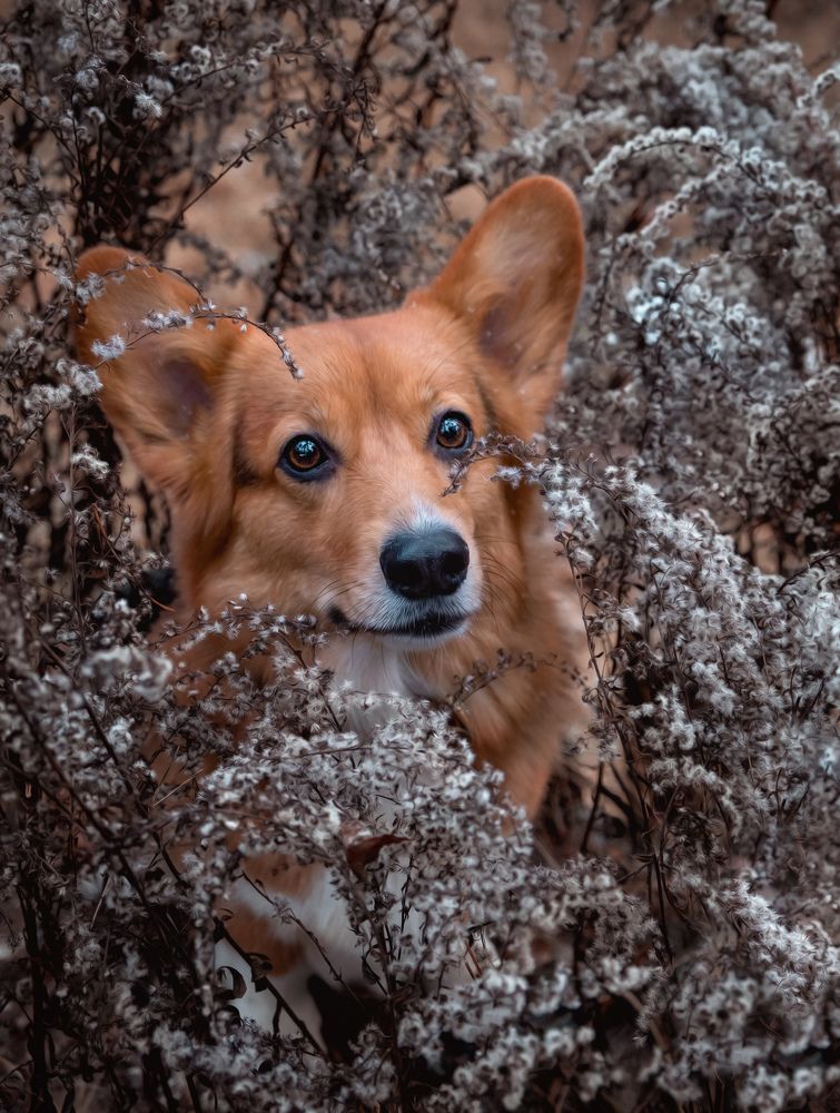 Photograph by Валерия Дурнева