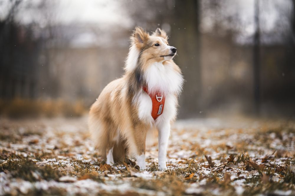 Photograph by Александра Пугачёва