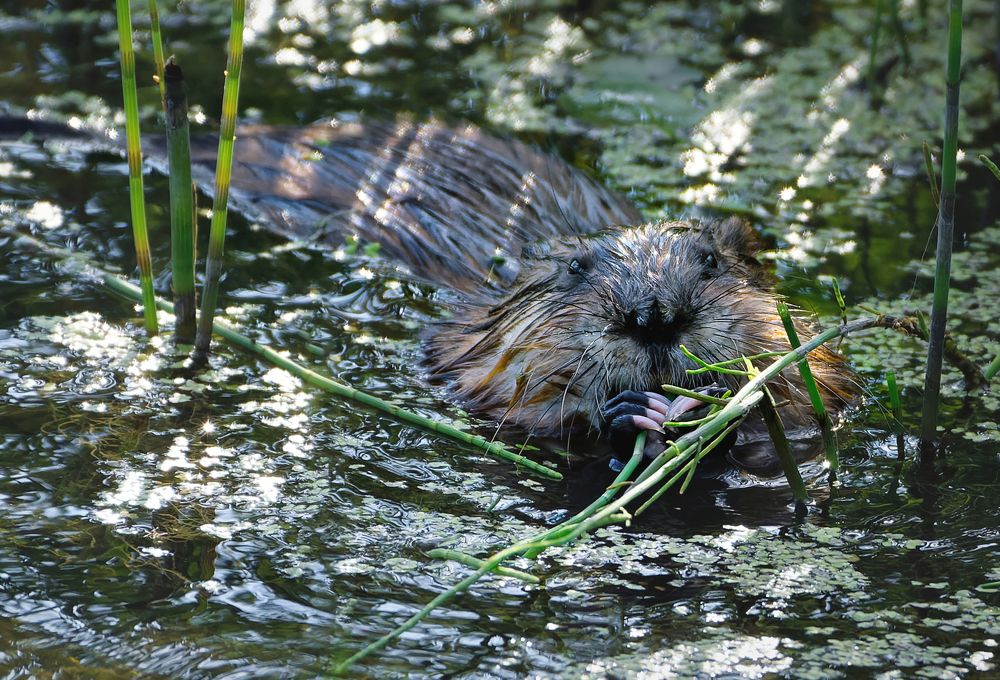 Photograph by Александр Перегудов
