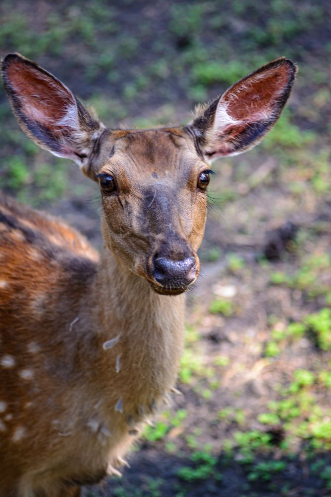 Photograph by Елена Берсенёва