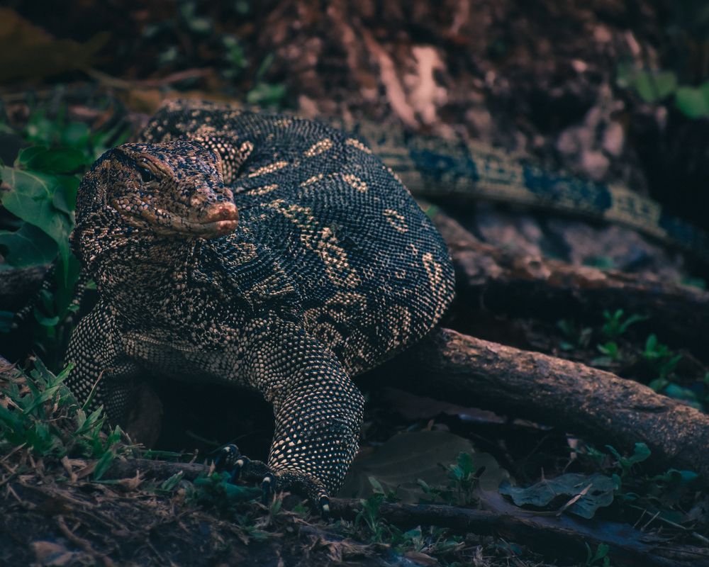 Photograph by DIMITRIOS SIONAKIDIS