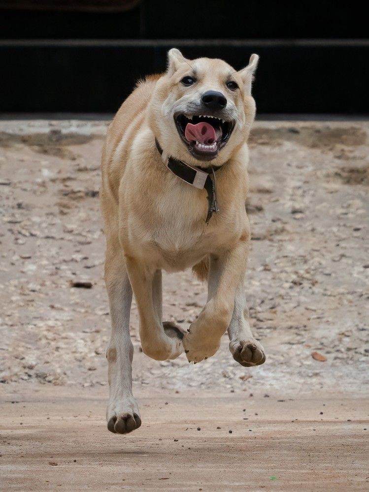 Фотография автора Pham Anh Vu