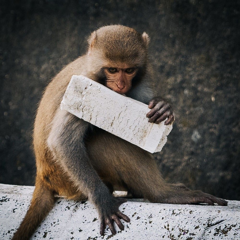 Фотография автора Pham Anh Vu