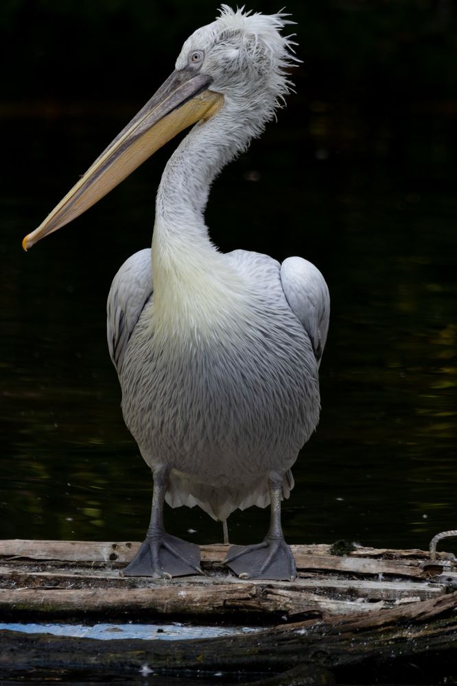 Фотография автора Rom@shkin