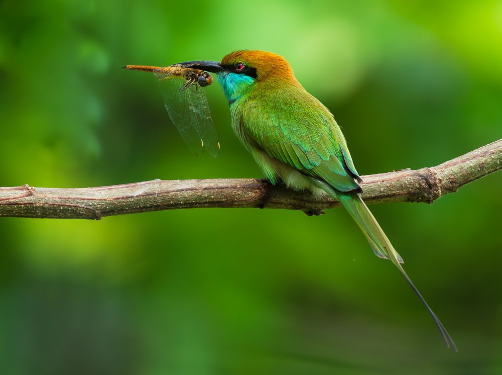 Photograph by Sabari Ganesh Sivakumar