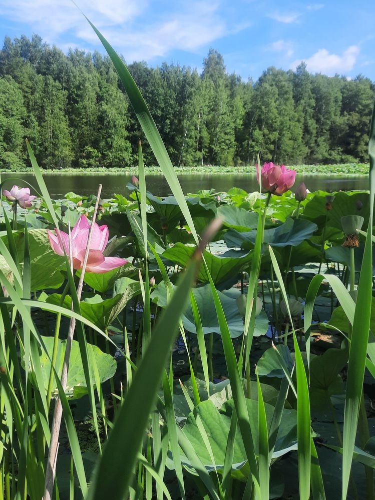 Photograph by Любовь Войтишина